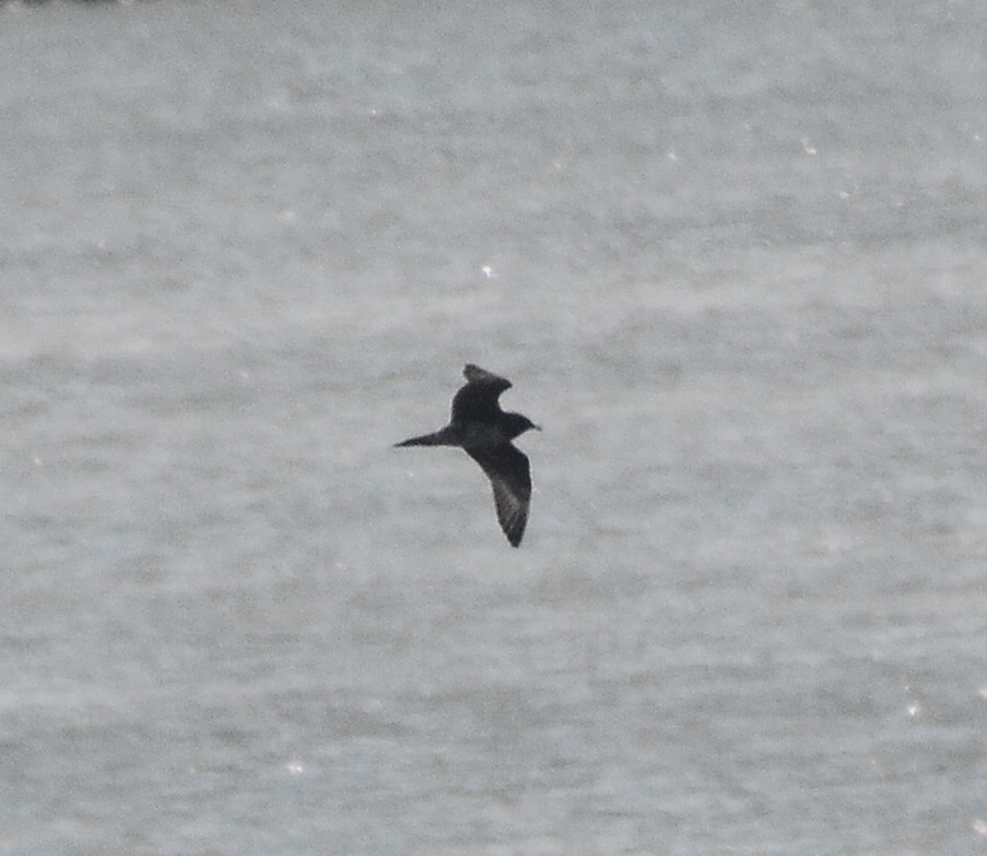 Long-tailed Jaeger - ML71441161