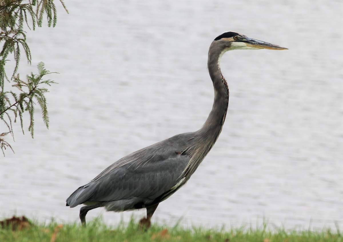 Great Blue Heron - Becky Lutz