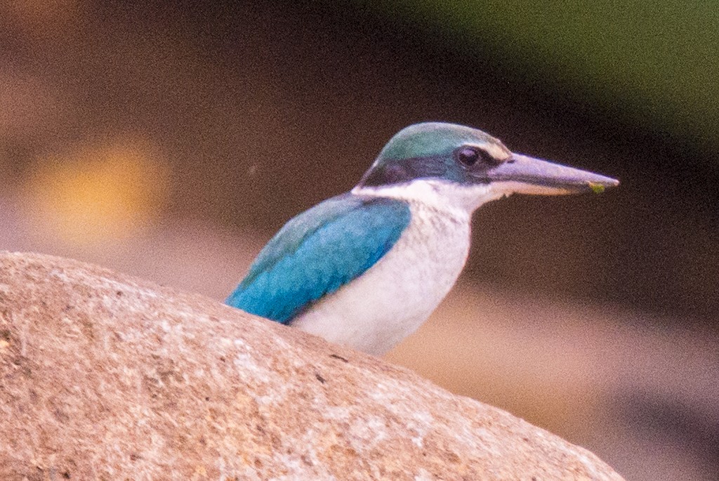 Collared Kingfisher - Anonymous