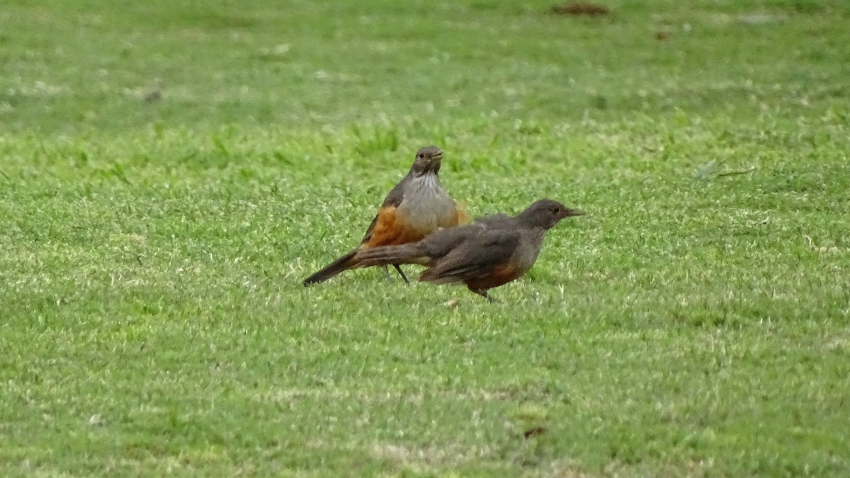 Rufous-bellied Thrush - ML71446871