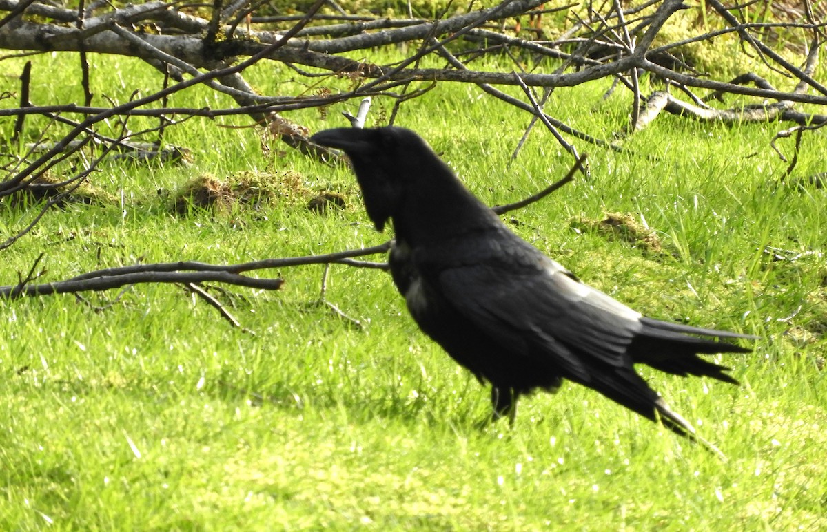 Common Raven - Georgia Gerrior