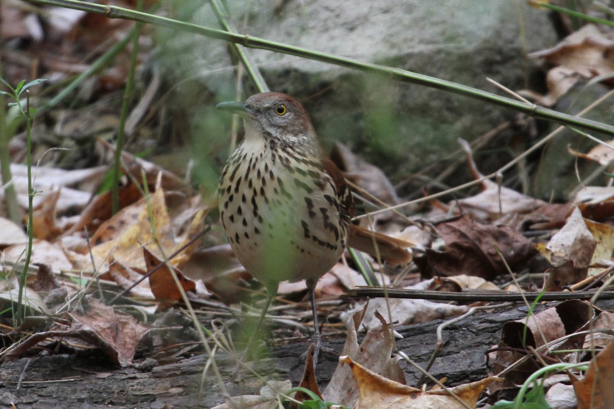 Brown Thrasher - Mary Barritt