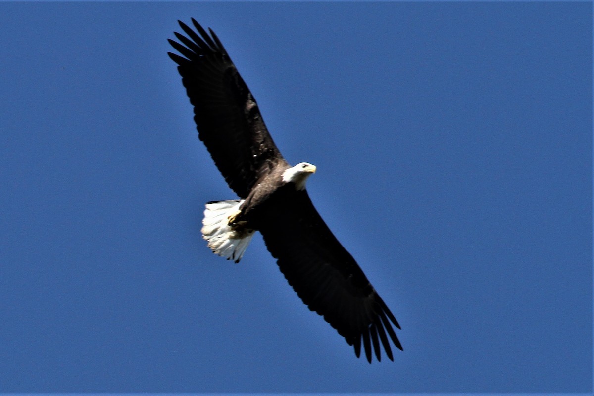 Bald Eagle - ML71449801