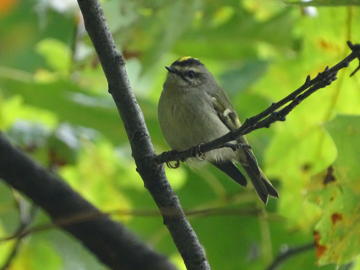 Golden-crowned Kinglet - Sally Isacco