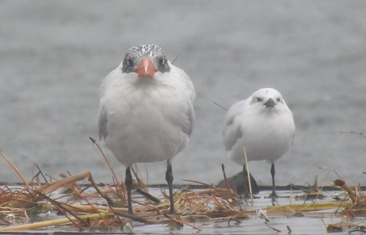 Caspian Tern - ML71452411