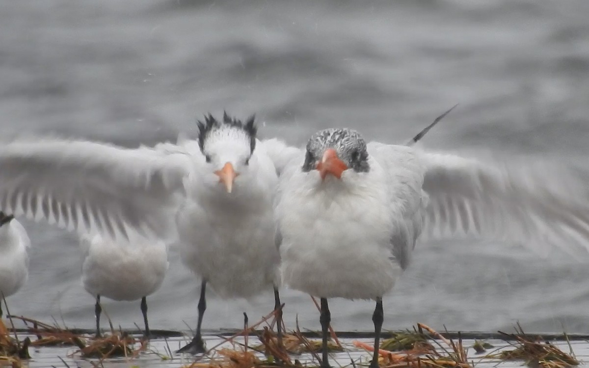 Caspian Tern - ML71452481