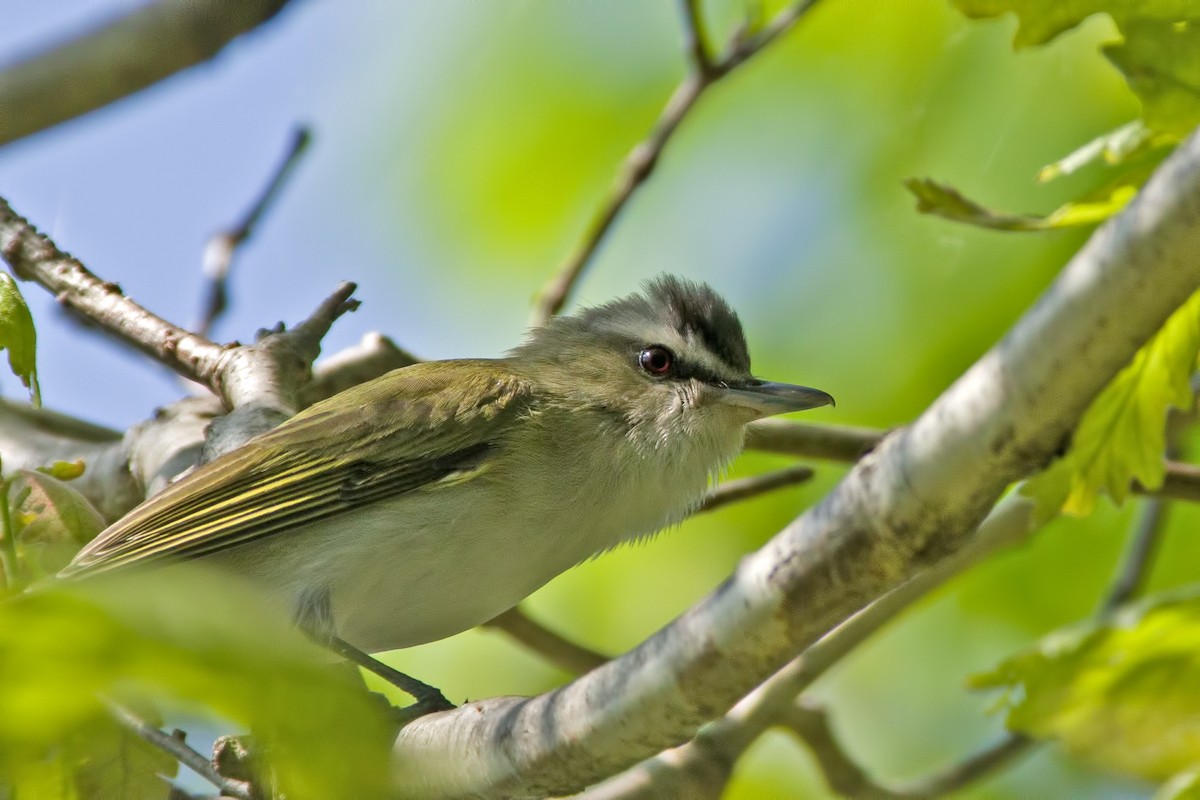 Віреон червоноокий - ML71454031