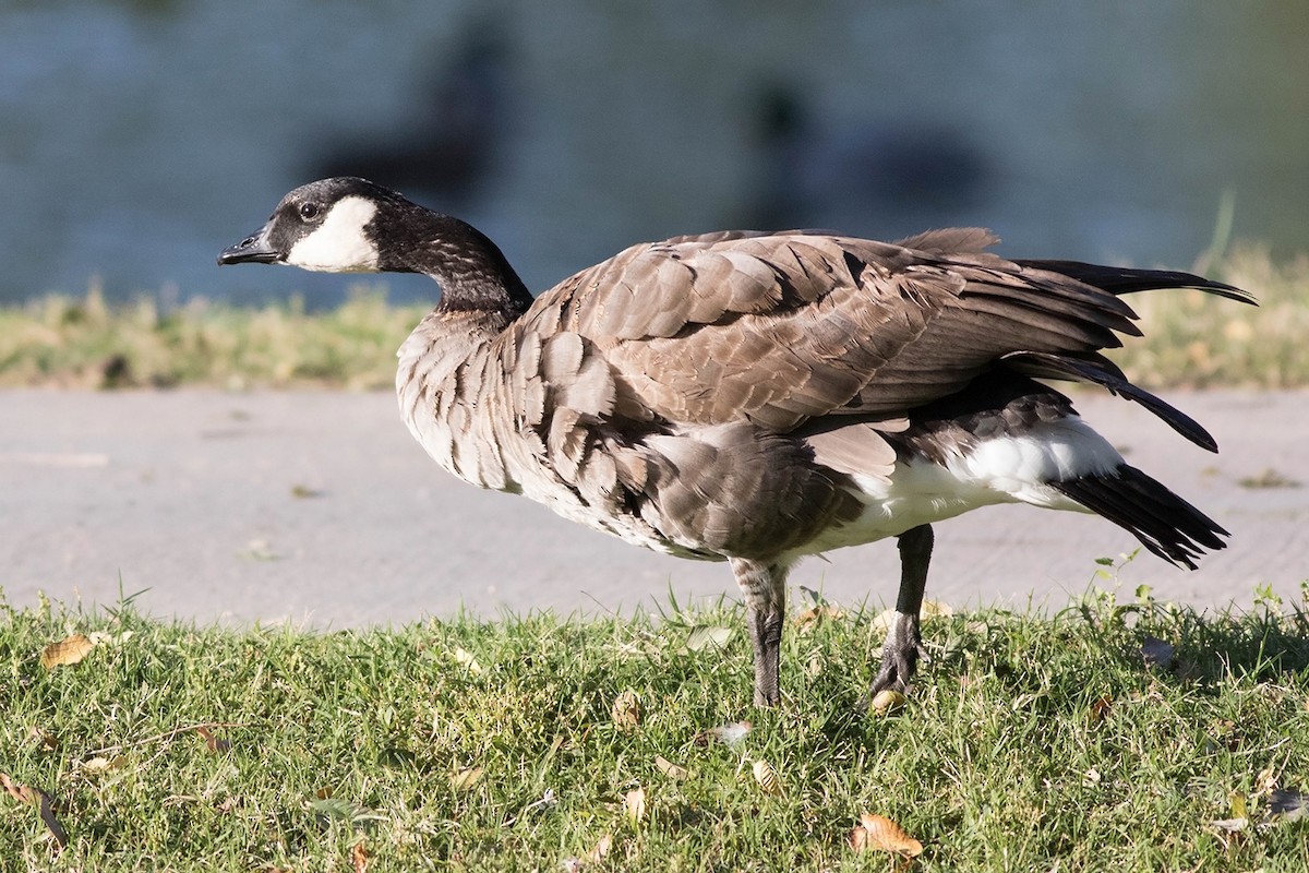 Cackling Goose (Taverner's) - Tony Leukering