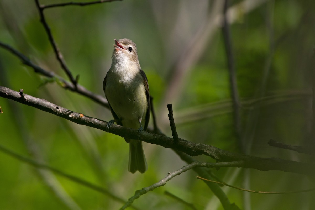 Eastern Warbling Vireo - ML71454171