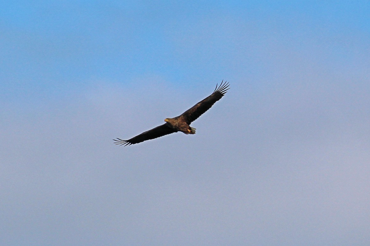 White-tailed Eagle - ML71454791