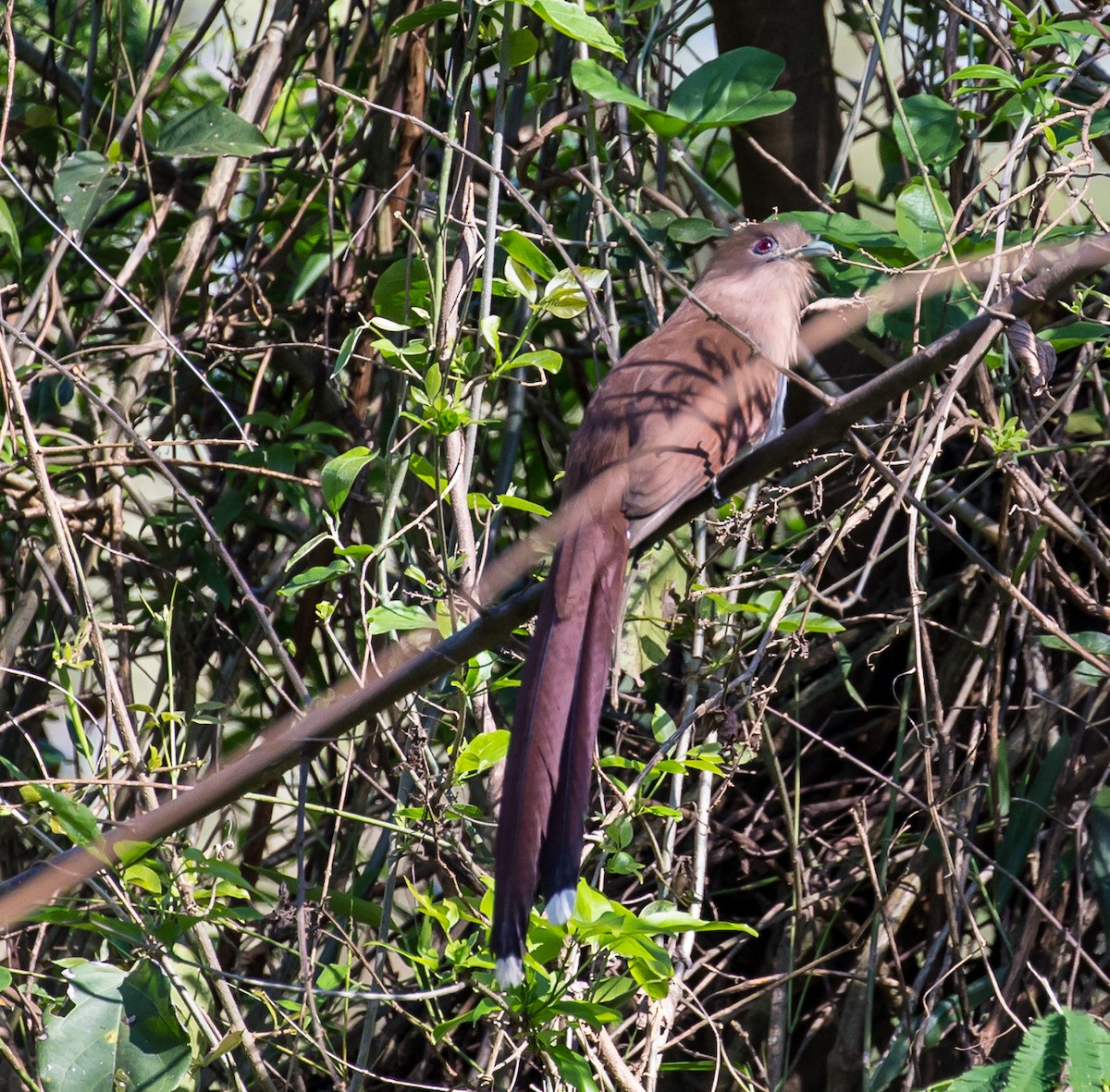 Squirrel Cuckoo - ML71460541