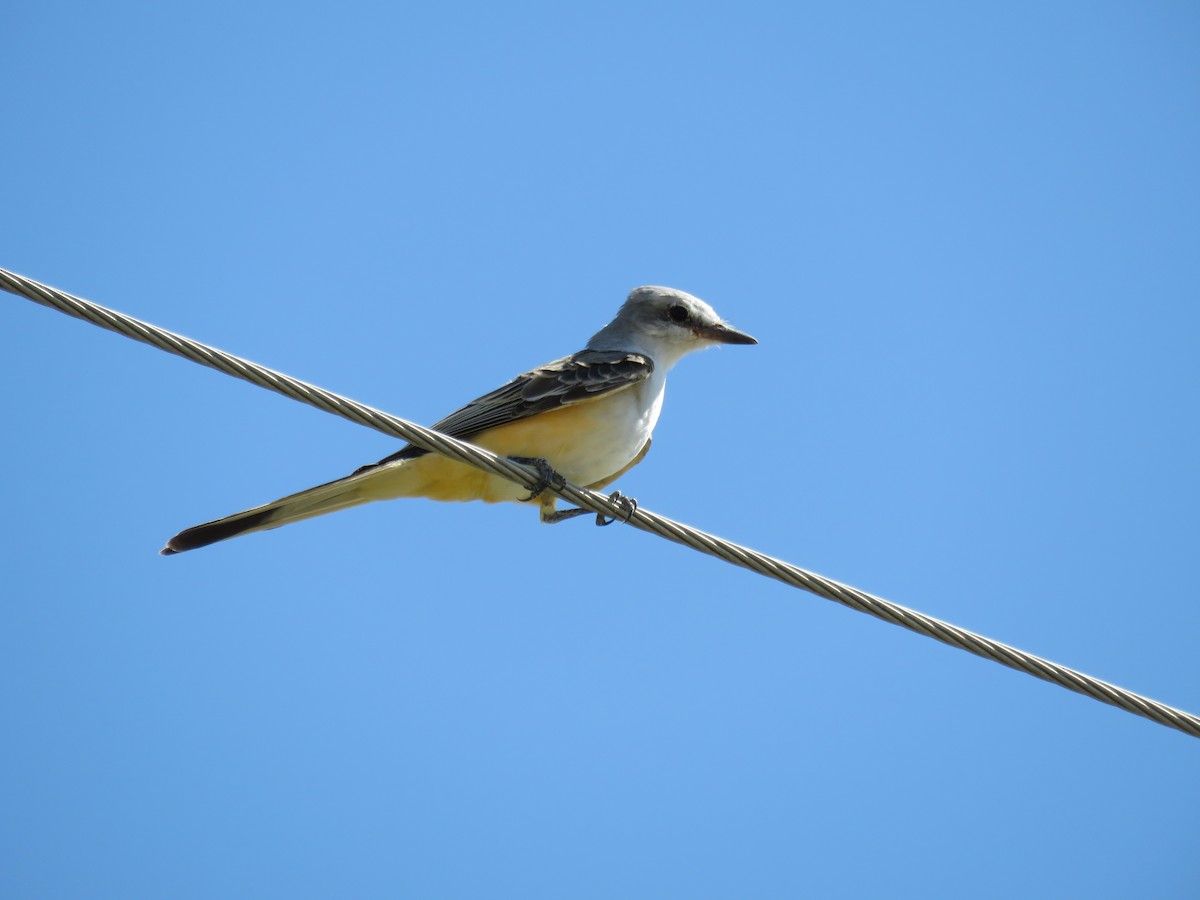 Scissor-tailed Flycatcher - Pete Fenner
