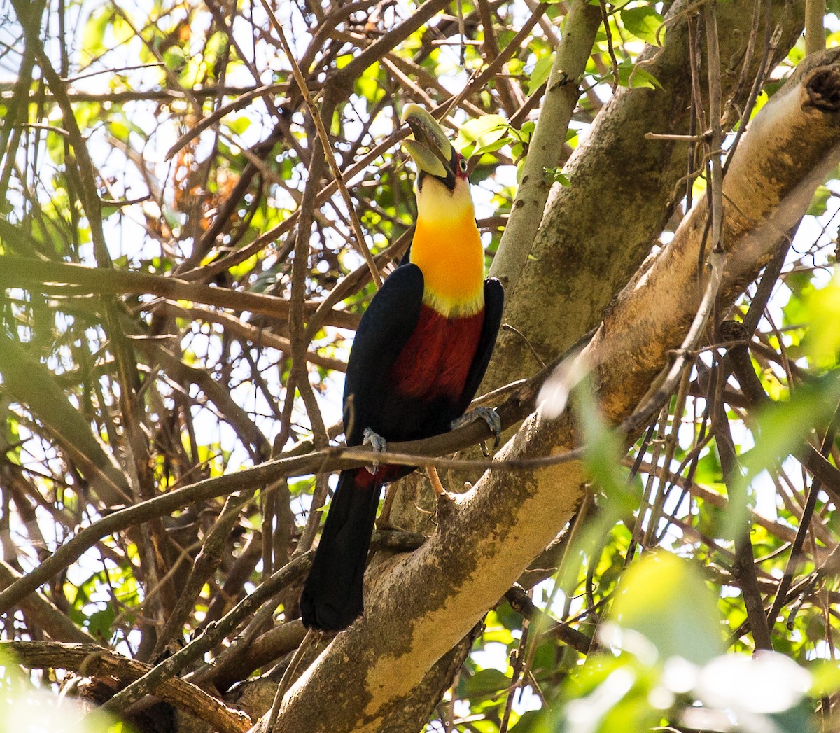Red-breasted Toucan - ML71461091