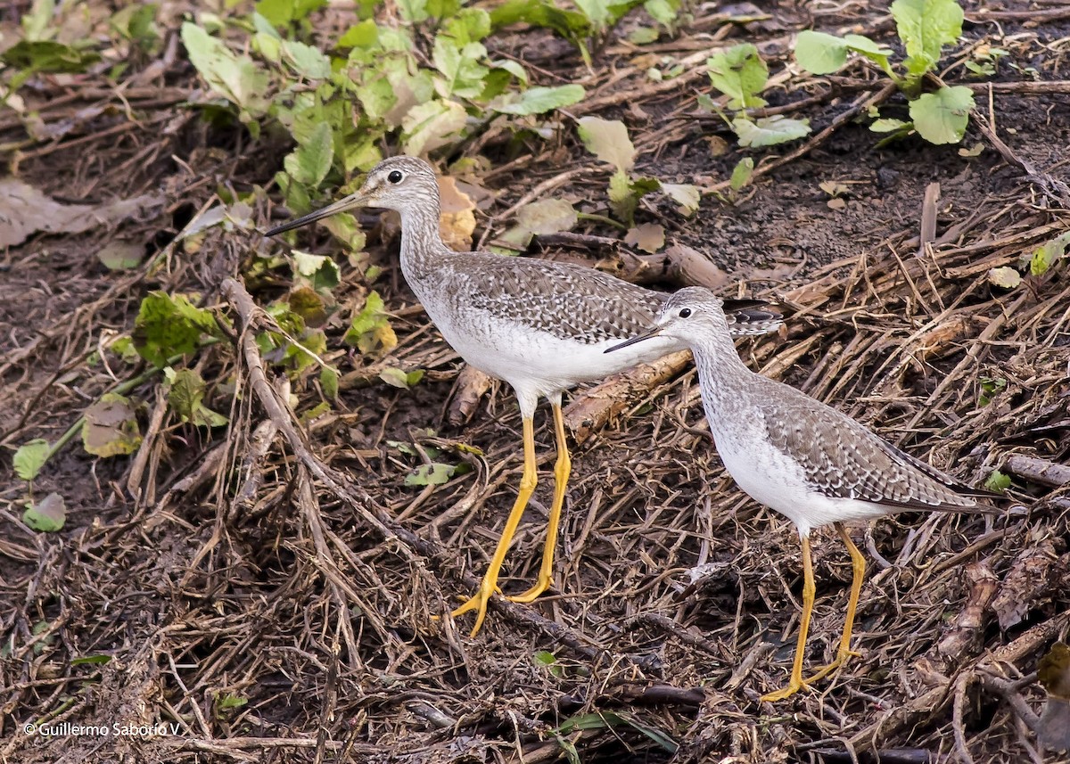 Greater Yellowlegs - Guillermo Saborío Vega
