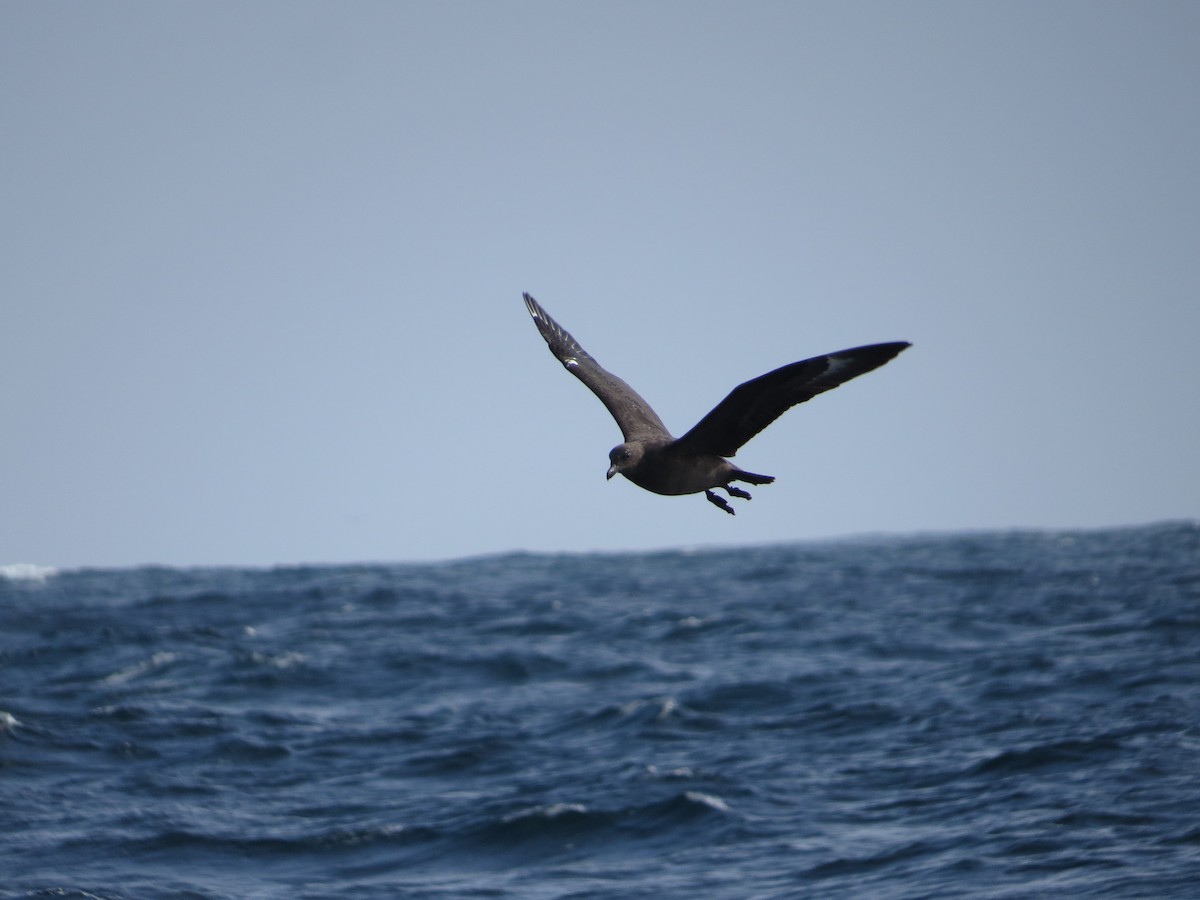 South Polar Skua - ML71462491