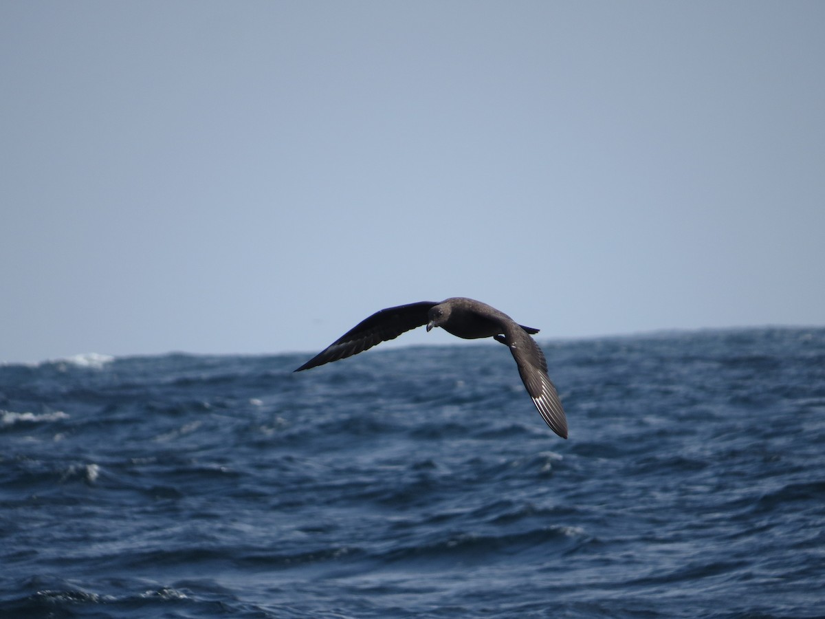 South Polar Skua - ML71462501