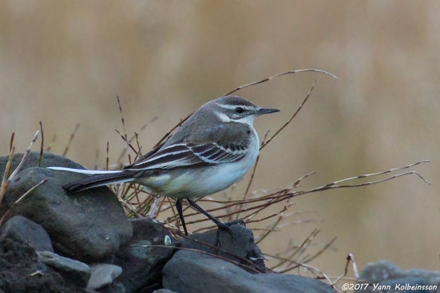 Western Yellow Wagtail - Yann Kolbeinsson