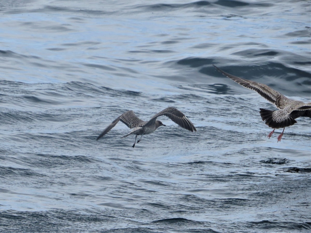 Long-tailed Jaeger - ML71463281