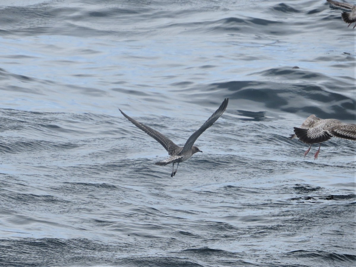 Long-tailed Jaeger - ML71463291