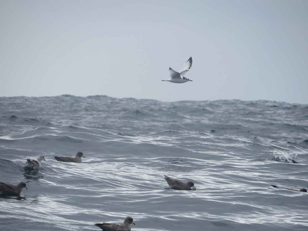 Black-legged Kittiwake - ML71463431