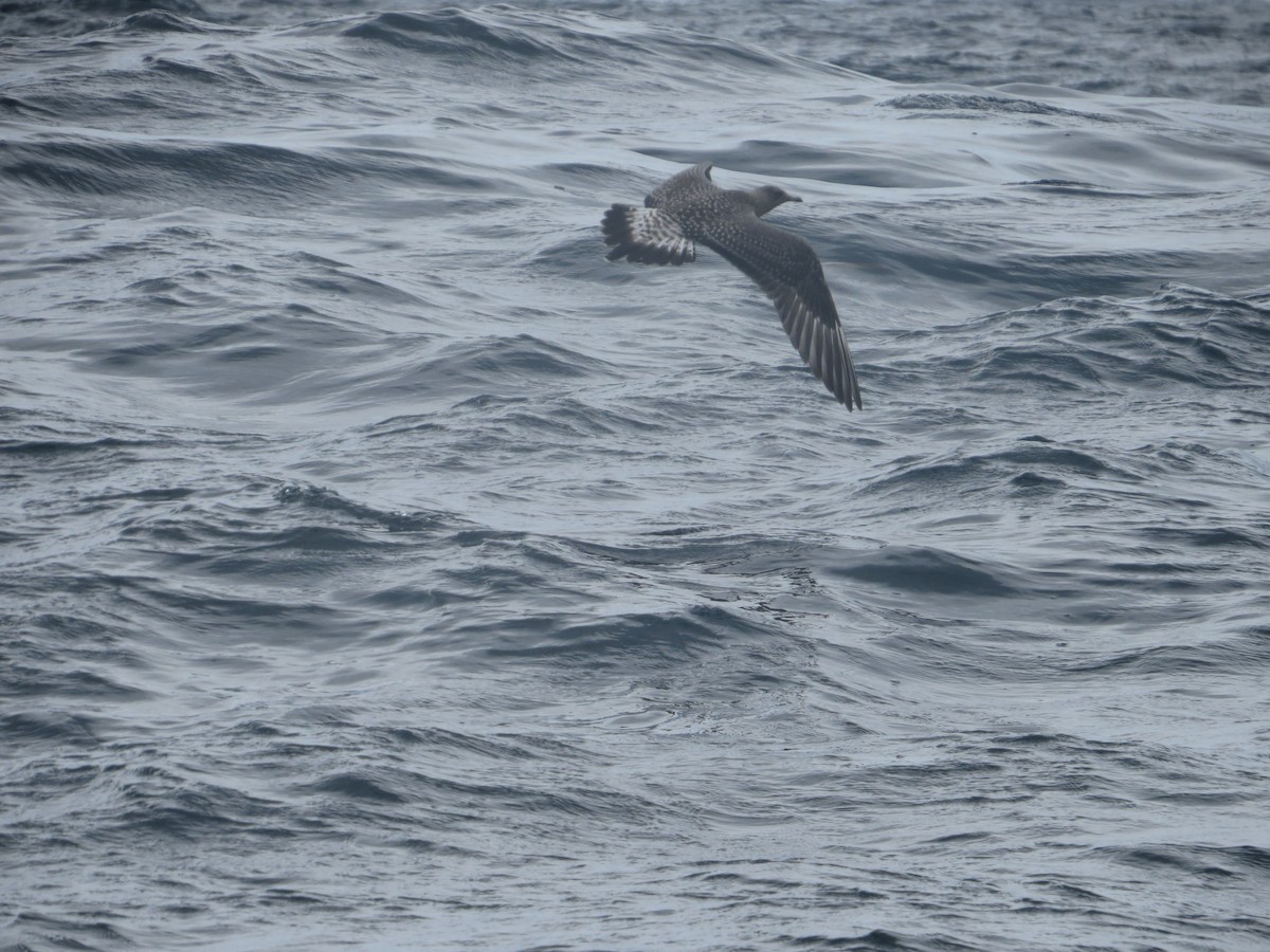 Long-tailed Jaeger - ML71463501