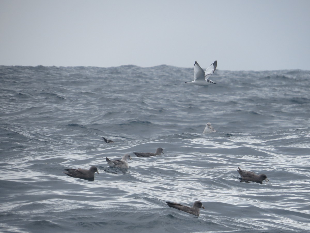 Black-legged Kittiwake - ML71463521