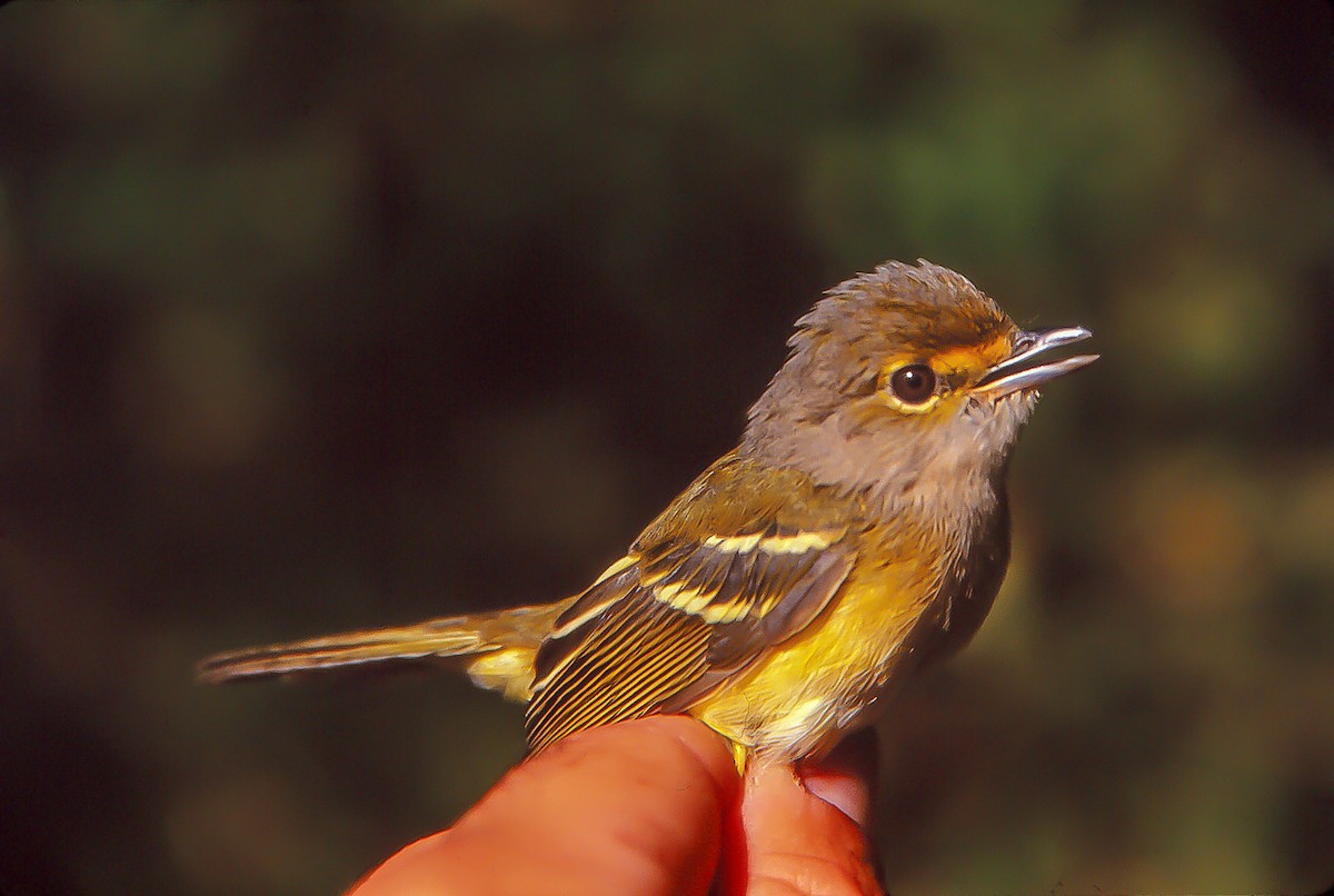 White-eyed Vireo - Nick Pulcinella