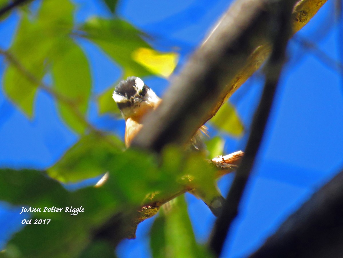 Red-breasted Nuthatch - ML71465431