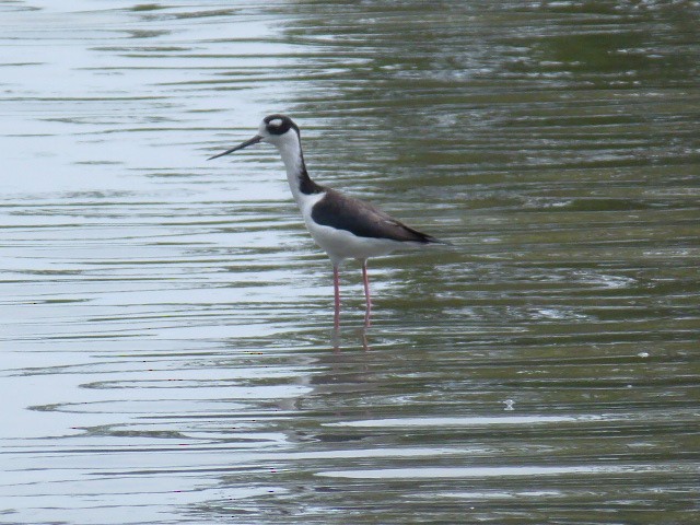 Black-necked Stilt - ML71466351