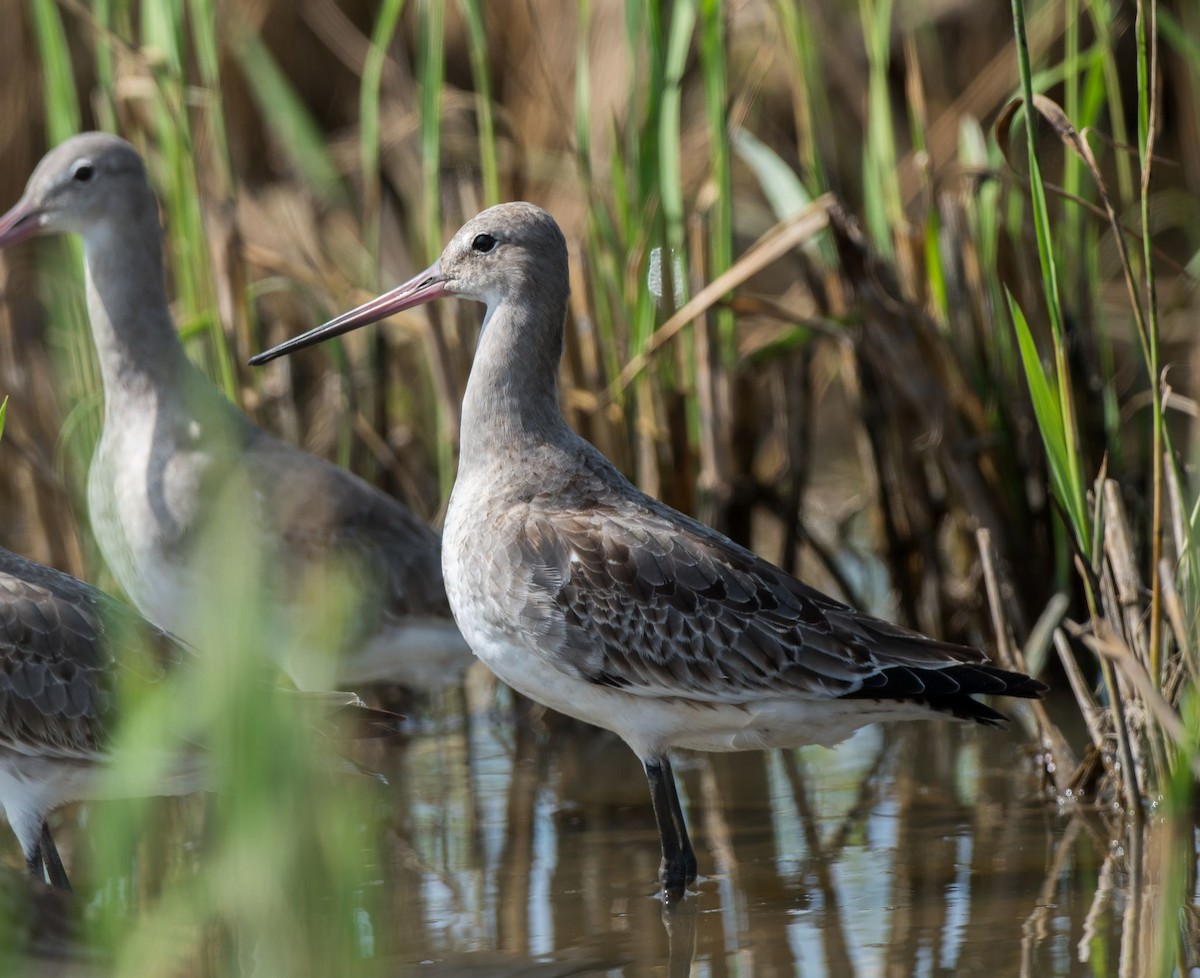 Black-tailed Godwit - ML71466591