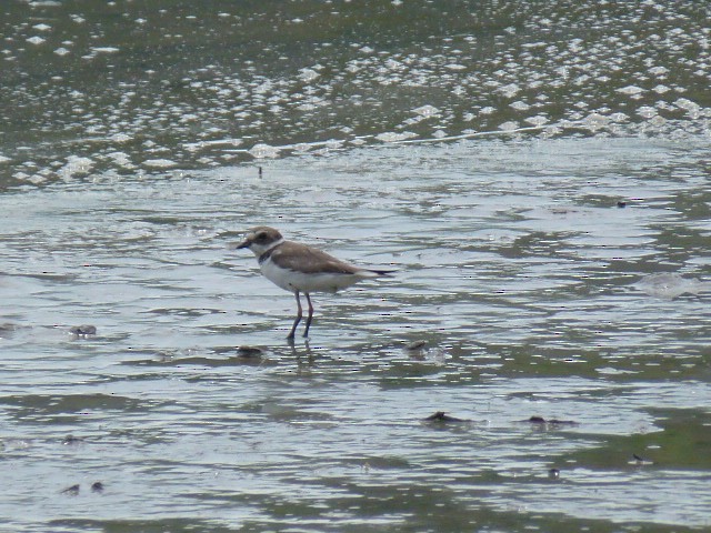 Semipalmated Plover - ML71466791