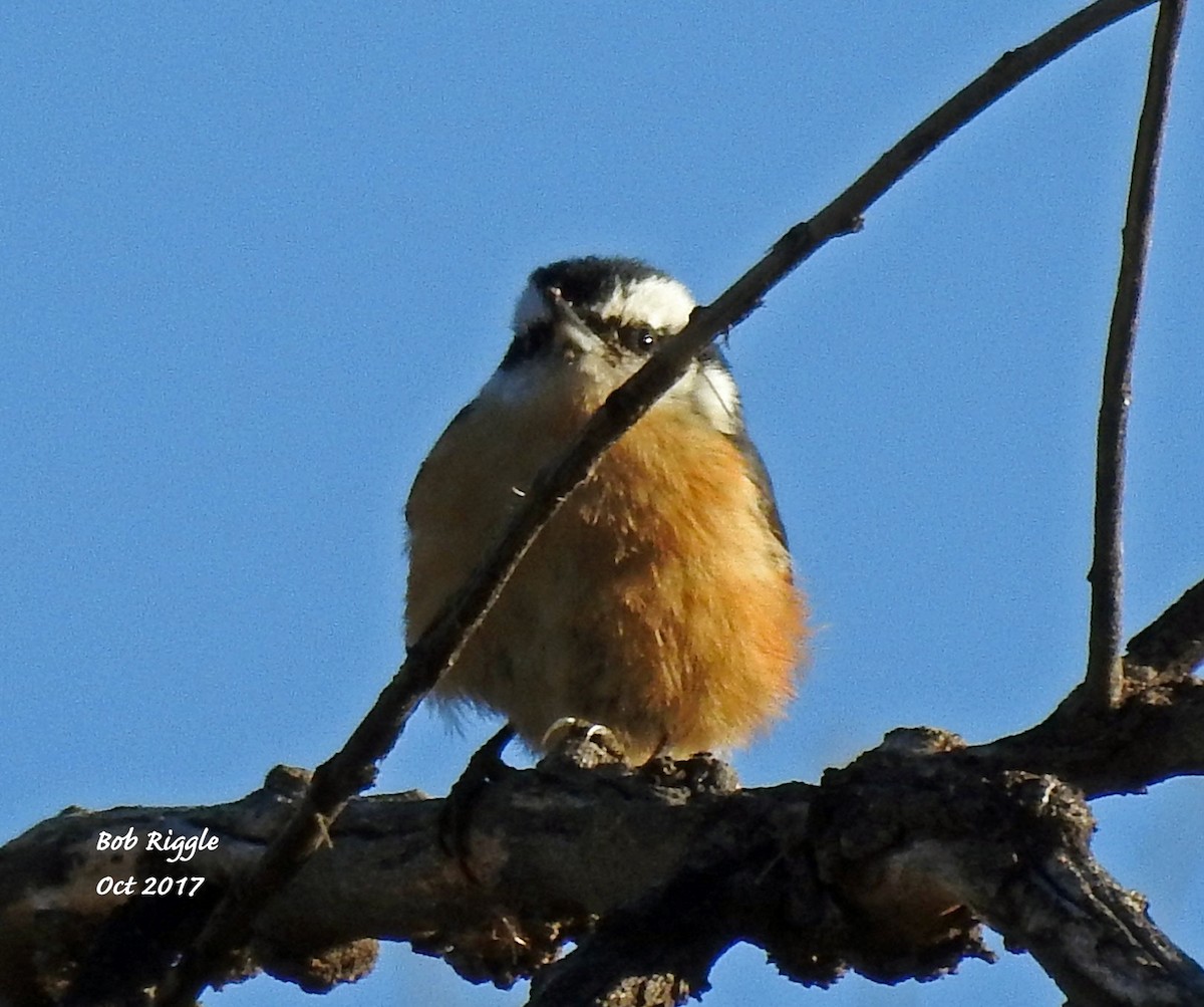 Red-breasted Nuthatch - ML71468681