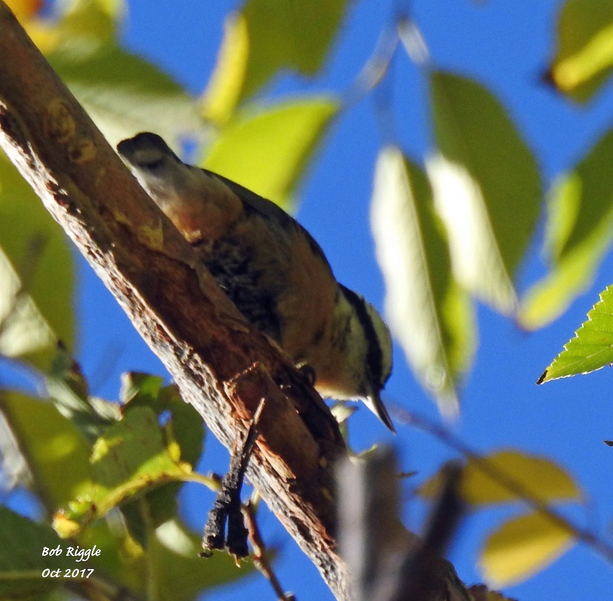 Red-breasted Nuthatch - ML71468691