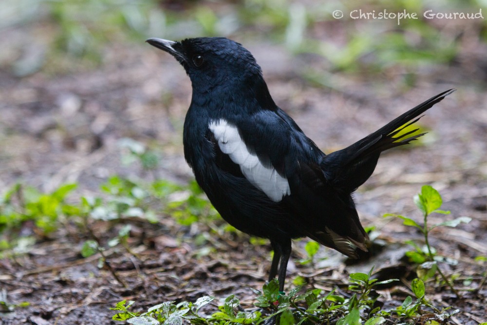 Seychelles Magpie-Robin - ML714702