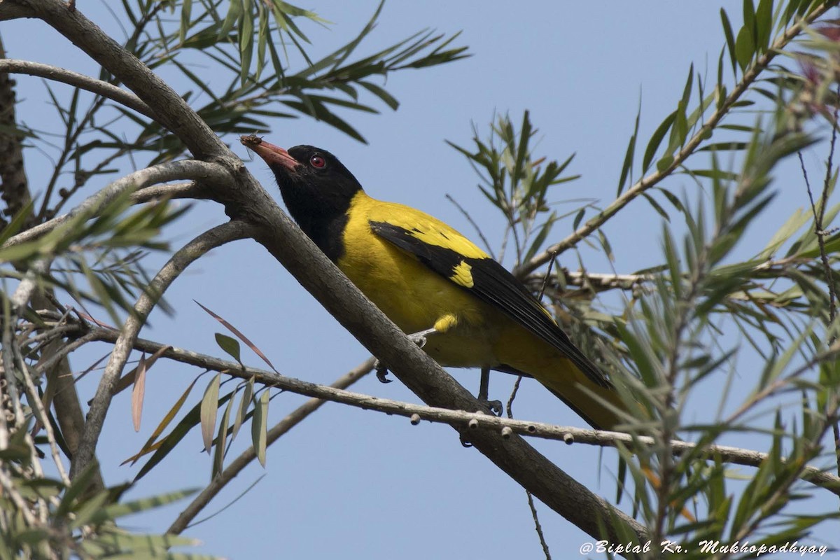 Black-hooded Oriole - Biplab kumar Mukhopadhyay