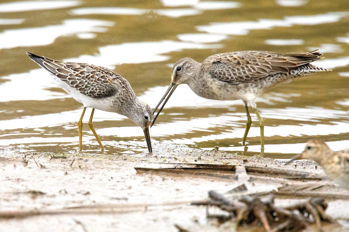 Stilt Sandpiper - Richard Stern