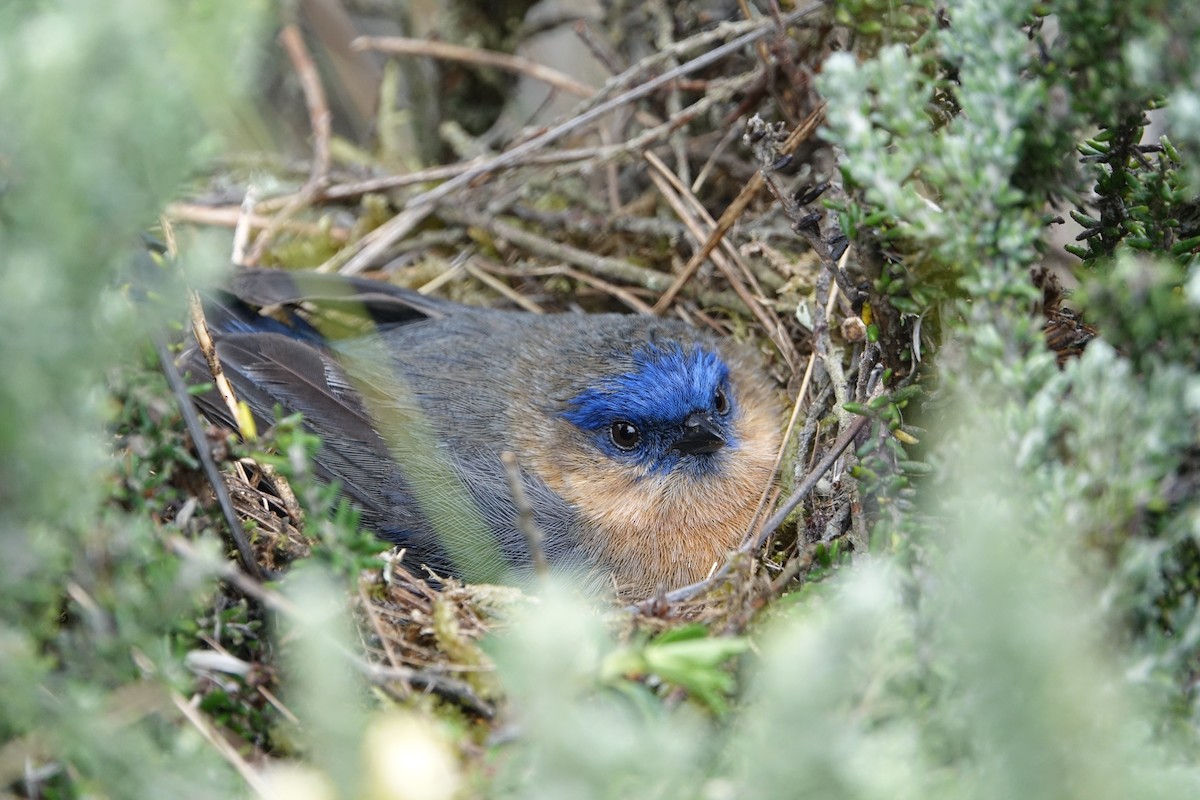 Tit-like Dacnis (petersi/bella) - Daniel Pacheco Osorio