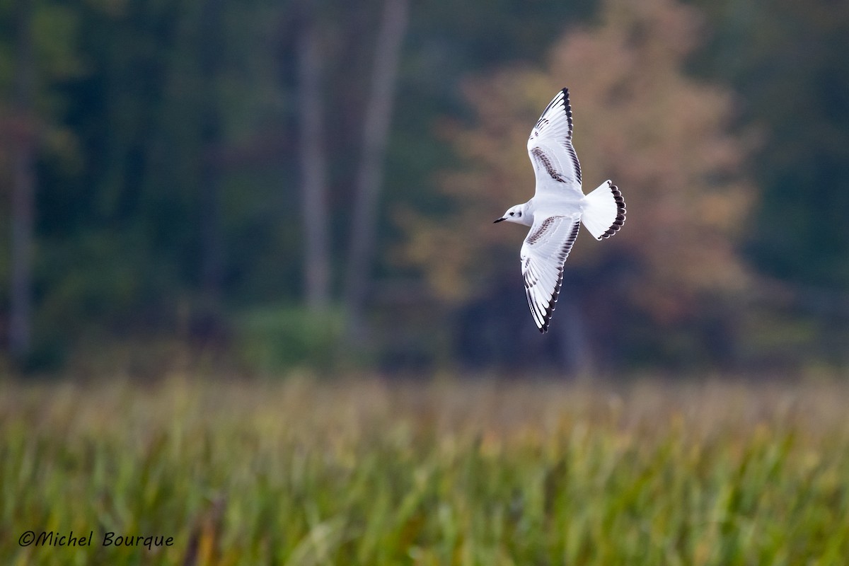 Mouette de Bonaparte - ML71472251