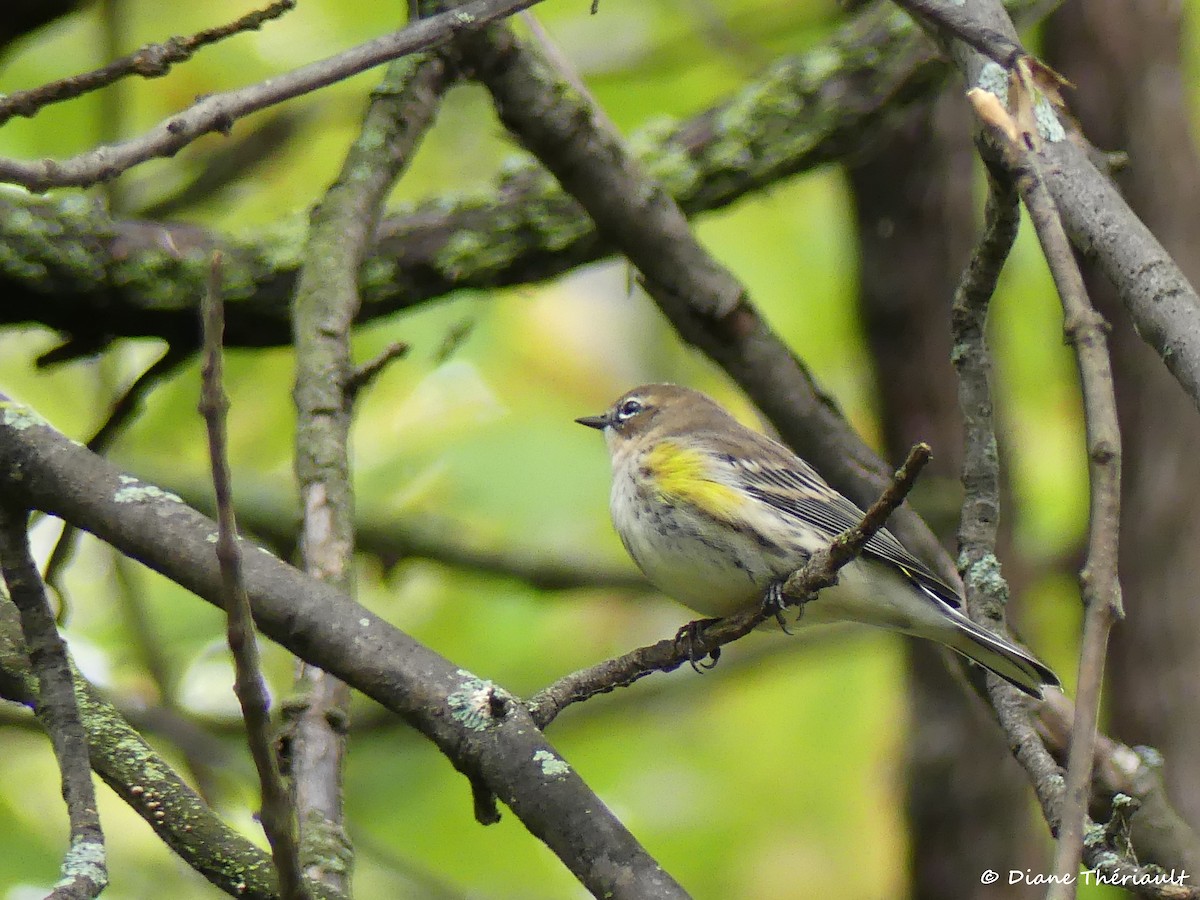 Yellow-rumped Warbler - ML71472631