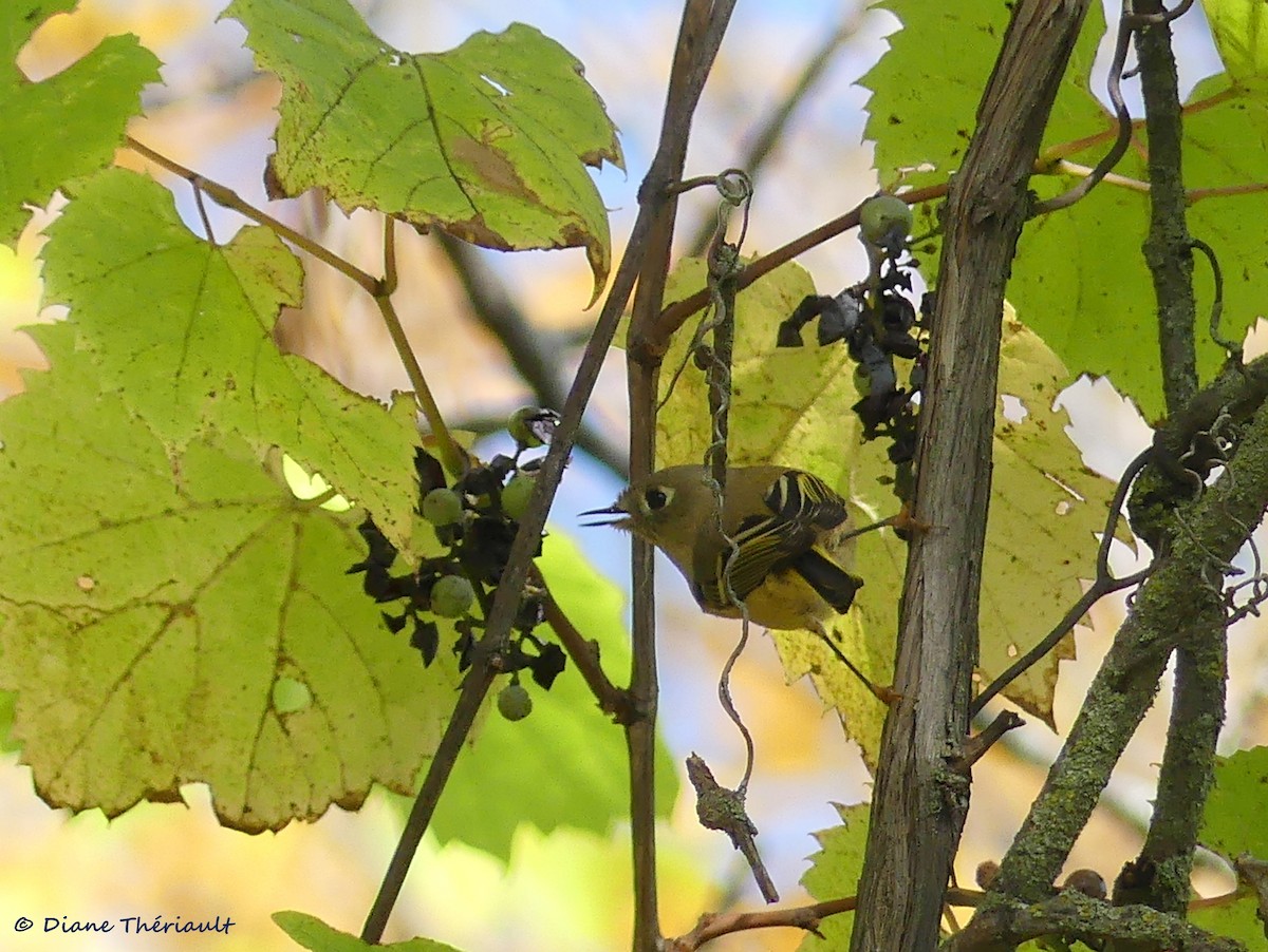 Ruby-crowned Kinglet - ML71472691