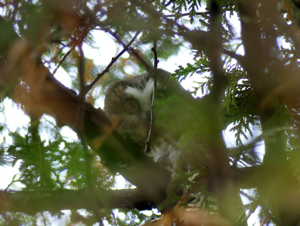 Northern Saw-whet Owl - ML71472971