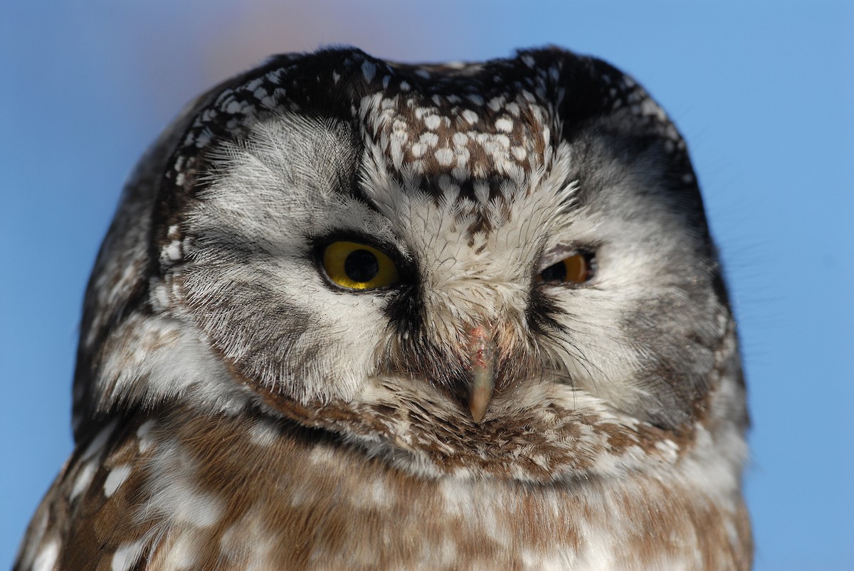 Boreal Owl - Cameron Eckert