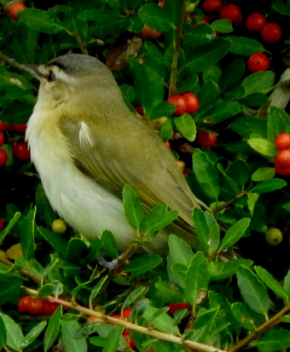 rødøyevireo - ML71475171