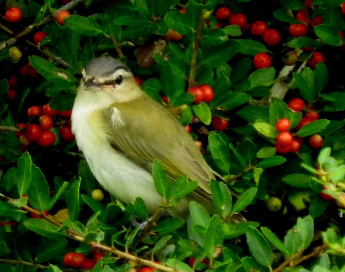 Red-eyed Vireo - ML71475191