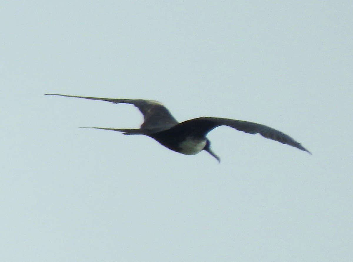 Magnificent Frigatebird - ML71476171