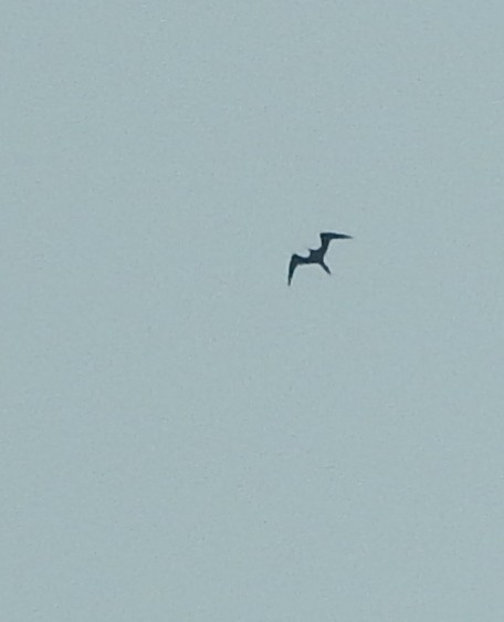 Magnificent Frigatebird - ML71476211