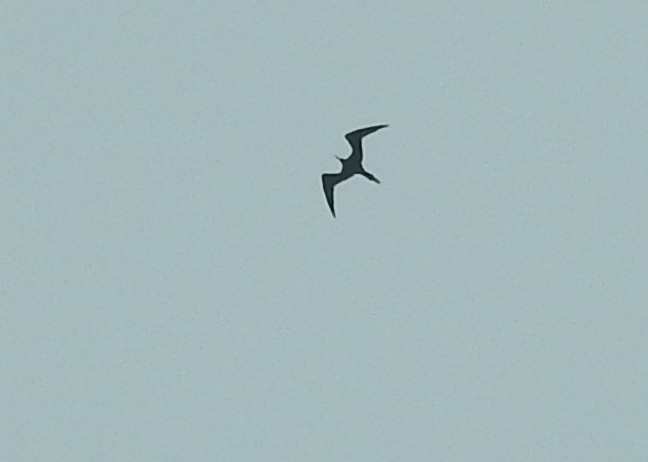 Magnificent Frigatebird - ML71476221