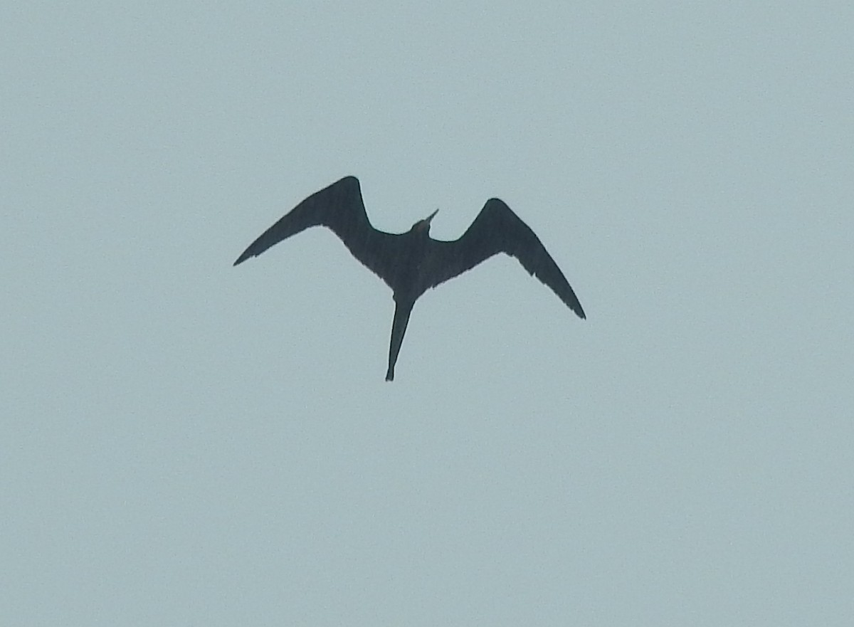 Magnificent Frigatebird - ML71476261