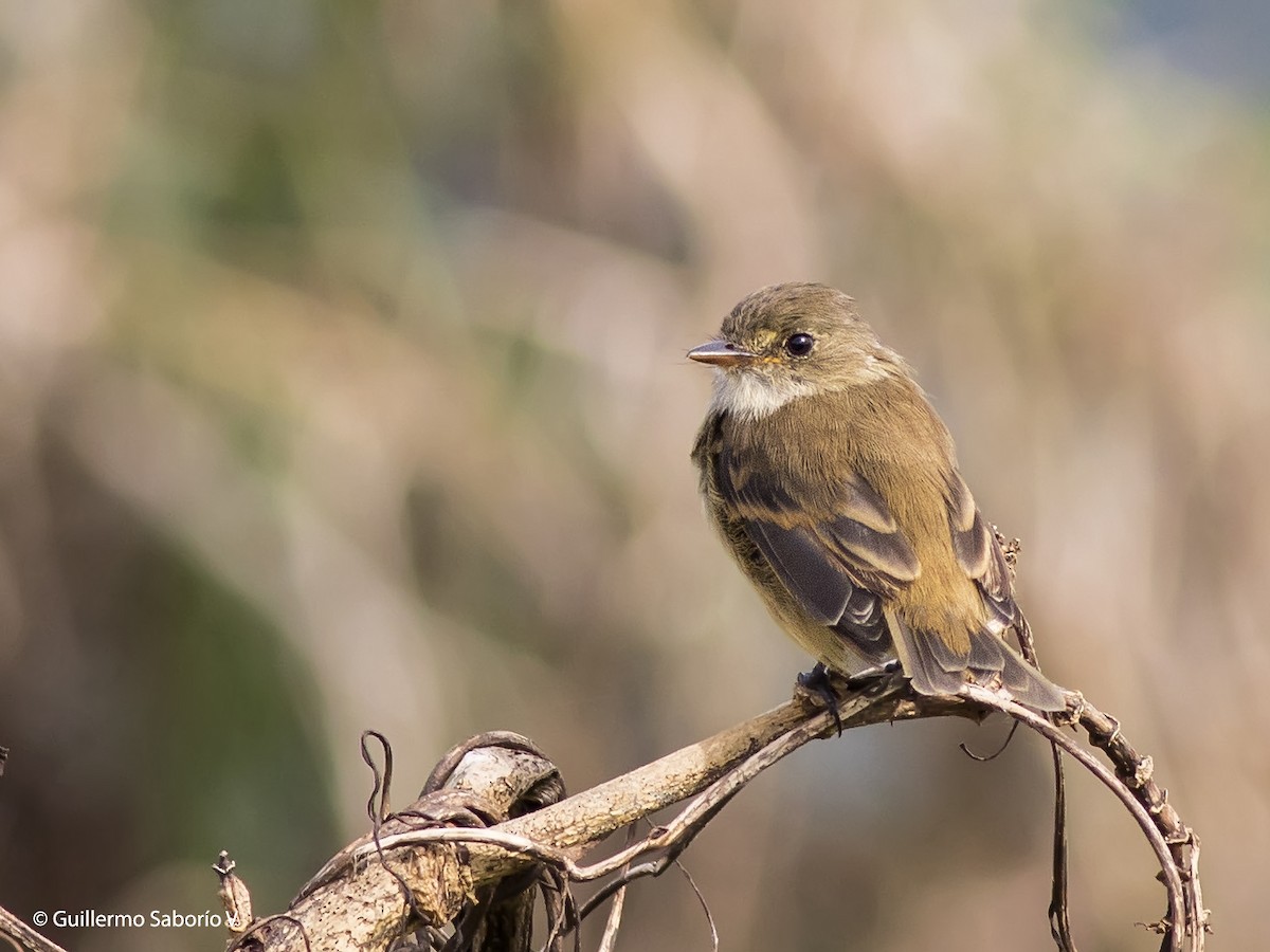 White-throated Flycatcher - Guillermo  Saborío Vega