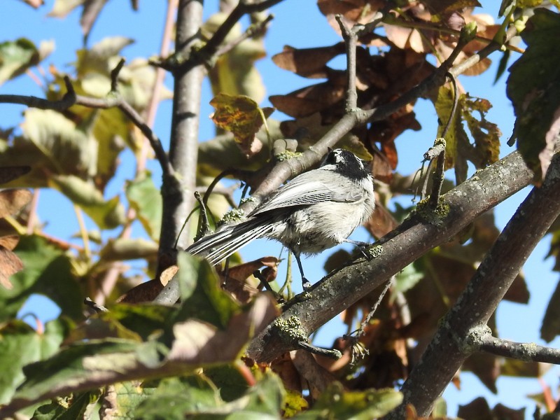 Mountain Chickadee - ML71477211